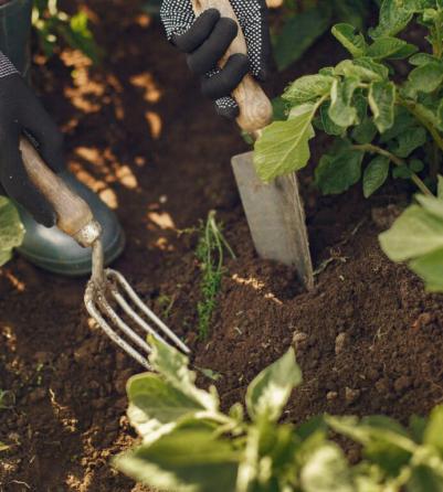 Enrich the soil