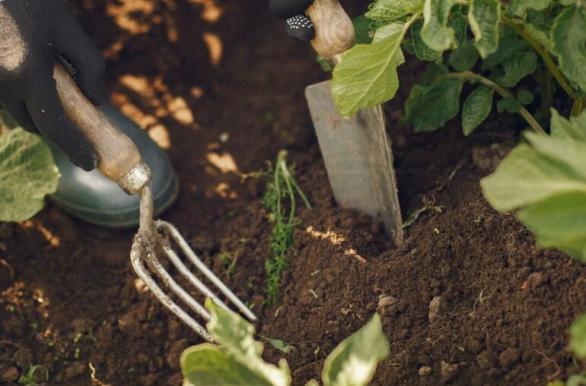Enrich the soil