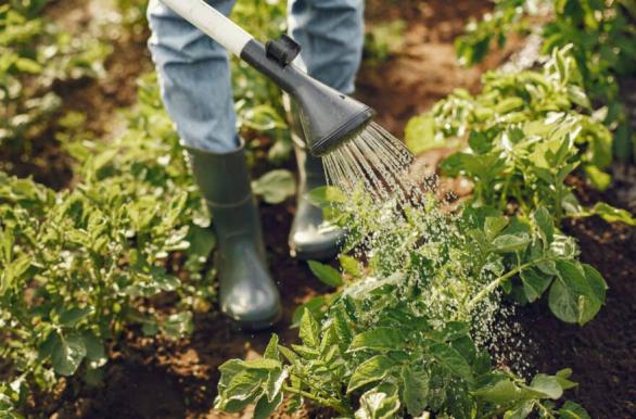 Watering Garden